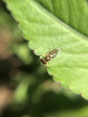 Toxomerus marginatus