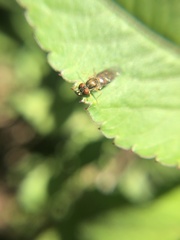 Toxomerus marginatus