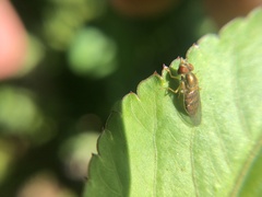 Toxomerus marginatus