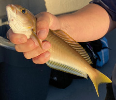 Caulolatilus princeps