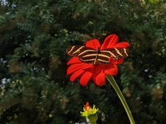 Heliconius charithonia tuckeri