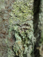 Chaenotheca chrysocephala
