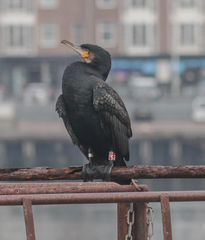 Phalacrocorax carbo carbo