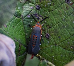 Eichlinia grande