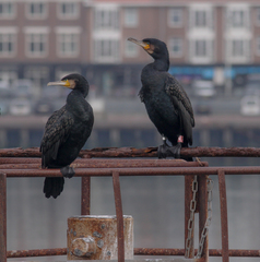 Phalacrocorax carbo carbo