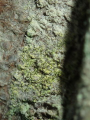 Chaenotheca chrysocephala
