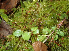 Sciuro-hypnum reflexum