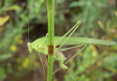 Phaneroptera sparsa