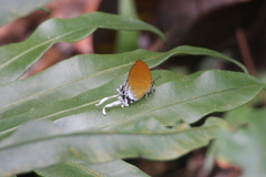 Eooxylides tharis distanti