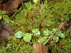 Sciuro-hypnum reflexum