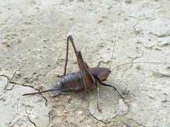 Thyreonotus corsicus