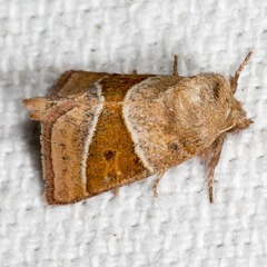 Lemmeria digitalis