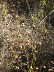 Eulophia bolusii