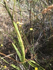 Eulophia bolusii