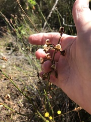 Eulophia bolusii
