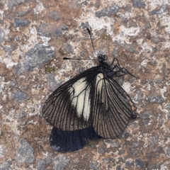 Altinote ozomene nox