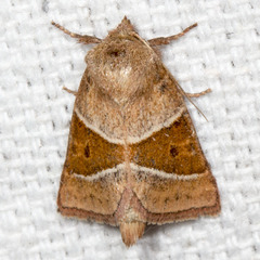 Lemmeria digitalis