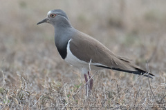 Vanellus melanopterus