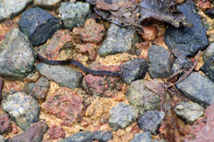 Pseudorabdion longiceps