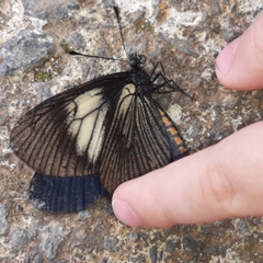 Altinote ozomene nox