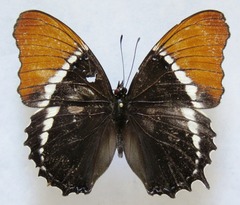 Siproeta epaphus epaphus