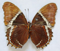 Siproeta epaphus epaphus