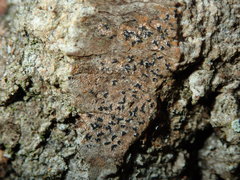 Pseudoschismatomma rufescens