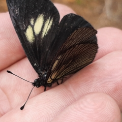 Altinote ozomene nox