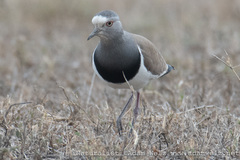 Vanellus melanopterus
