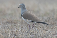 Vanellus melanopterus