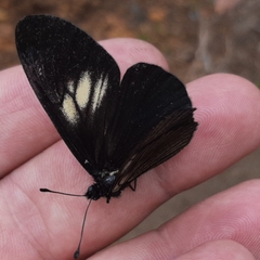 Altinote ozomene nox