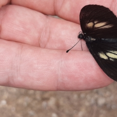 Altinote ozomene nox