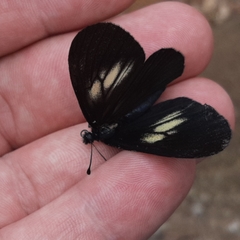 Altinote ozomene nox