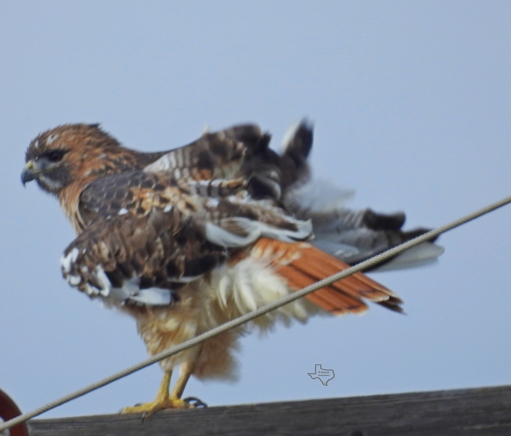 Redtailed Hawk from Kleberg County, TX, USA on November 26, 2020 at 1139 AM by Lynn Pyle. This