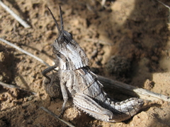 Eumigus cucullatus