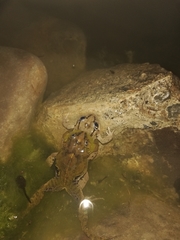 Pleurodema cinereum