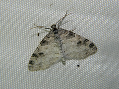 Lobophora nivigerata
