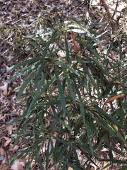 Rhododendron macrosepalum