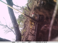 Campethera punctuligera