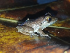 Common Shrub Frog photo 2
