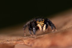 Euophrys herbigrada