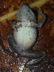 Common Shrub Frog photo 5
