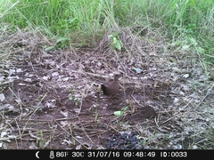 Ptilopachus petrosus