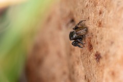 Euophrys herbigrada