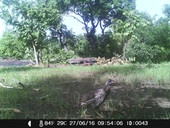 Pternistis bicalcaratus