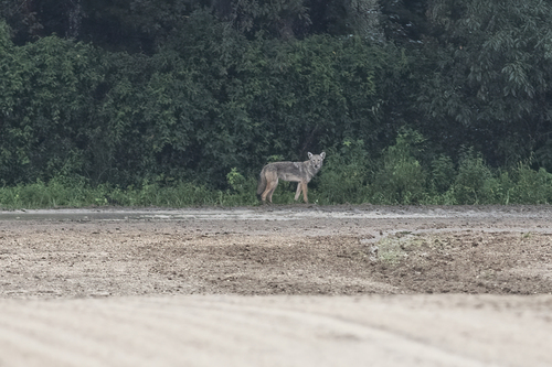 Coyote photographed in New Jersey