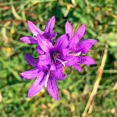Campanula glomerata