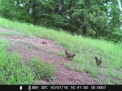 Ptilopachus petrosus