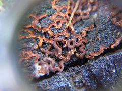 Willkommlangea reticulata