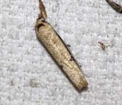 Compsotorna oligarchica